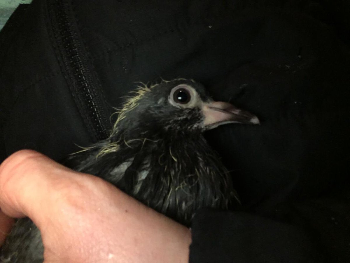 #LWP are sending a huge thnks to <a href="/NationalRailCom/">National Rail</a> who swiftly responded to our plea for help re a baby #pigeon on their tracks, at Tusle Hill. Within a shockingly mere 15 mins, Clive Cook had ensured the tracks were safe &amp; rescued baby Clive. Thank u for valuing his little life!!