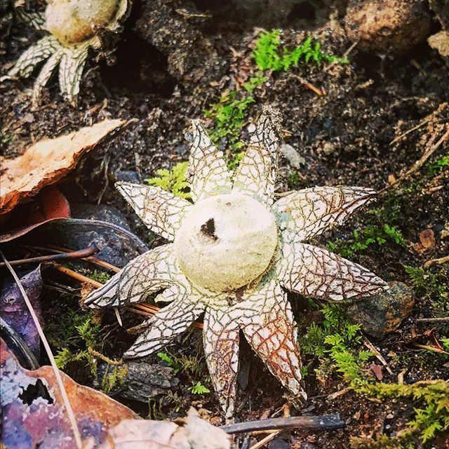 BurntToast_FG's tweet photo. What the heck are these?? Looks like something straight outta Jurassic Park 🦕 🦖 🦖 Discovered these on a recent hike when I had to stop bc my new hiking boots were gifting me a serious blister. Was annoyed to have to stop and peel off my socks and sho… https://t.co/IYstUGZ192 https://t.co/EcgaSZ6CsU