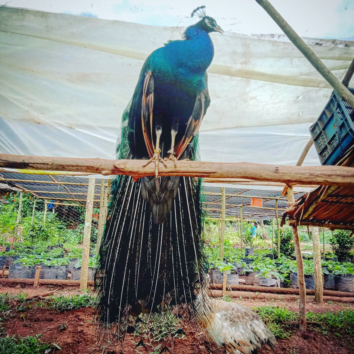 IanNudle's tweet photo. Yamanb B.. 🧘♂️
#ChillMuna #yamangbukid #FarmvibePalawan https://t.co/8vS5KyFMVv