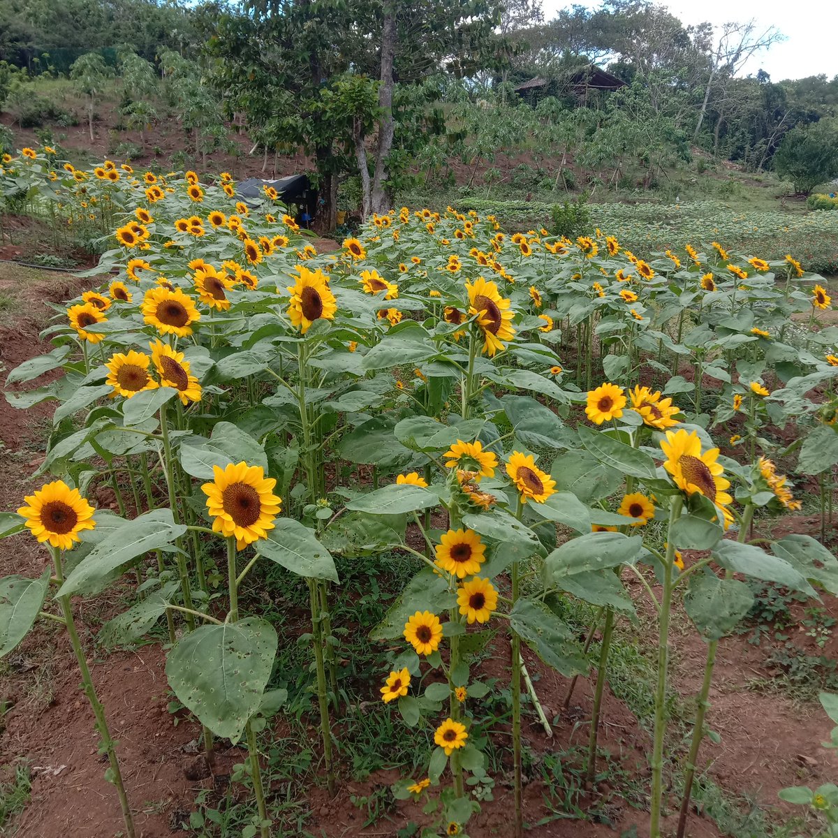 IanNudle's tweet photo. Yamanb B.. 🧘♂️
#ChillMuna #yamangbukid #FarmvibePalawan https://t.co/8vS5KyFMVv
