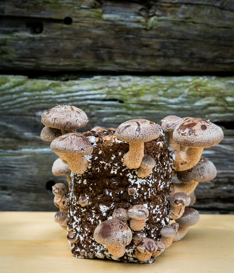 Sales of little-known, #exoticmushrooms have soared as a result of the explosion of the #plantbased #foodrevolution, with UK growers seeking new ways to keep up with all-year-round demand that now extends well beyond “#veganuary”.
#mushrooms
2luxury2.com/shiitake-happe…