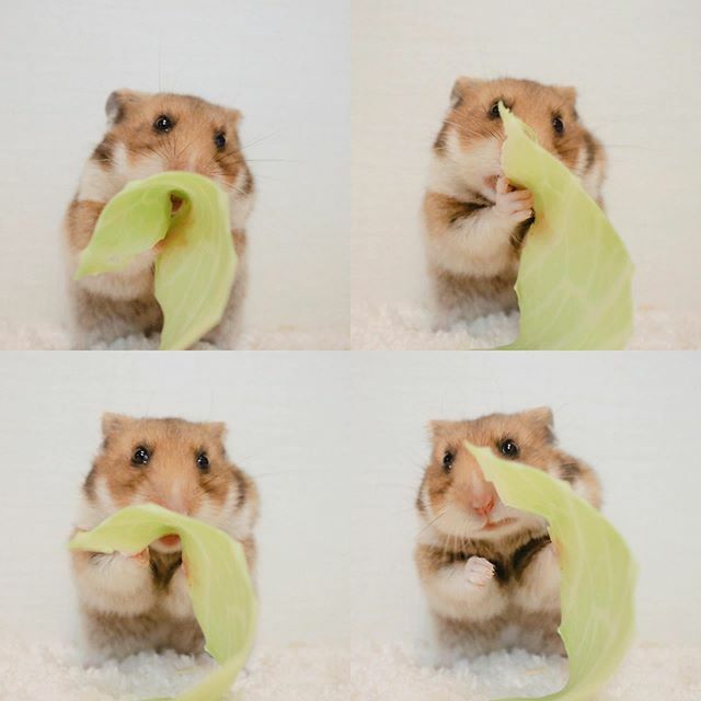 tomo_hams's tweet photo. 📷
.
.
さくらこ🌸
.
横にしょうちゃんも居るけど、
集中力がないので、さくらこソロになりました😂
.
.
.
❁⃘
#きゃべちうまっ
#キャベツタイム
#PMの娘_さくらこ #櫻子
#ゴールデン #ノーマル
#ゴールデンハムスター #ハムスター #ハムスターのいる生活 #もふもふな毎日 #幸せな時間 #hamster https://t.co/3XjAN1ncD1