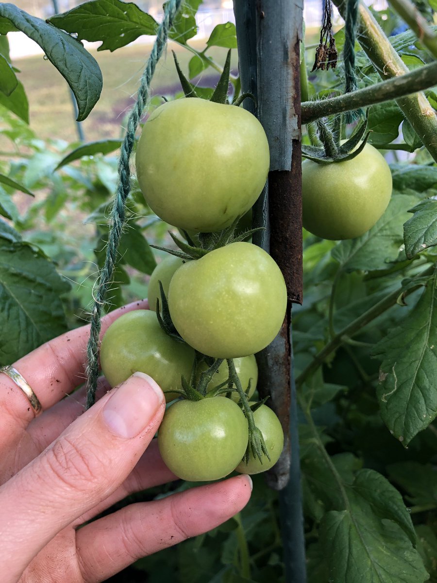 ayjespers's tweet image. 4th Grade garden is thriving. Tomatoes for days