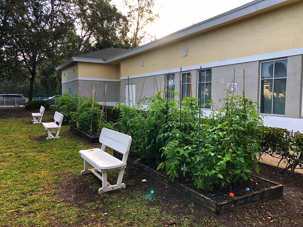 ayjespers's tweet image. 4th Grade garden is thriving. Tomatoes for days
