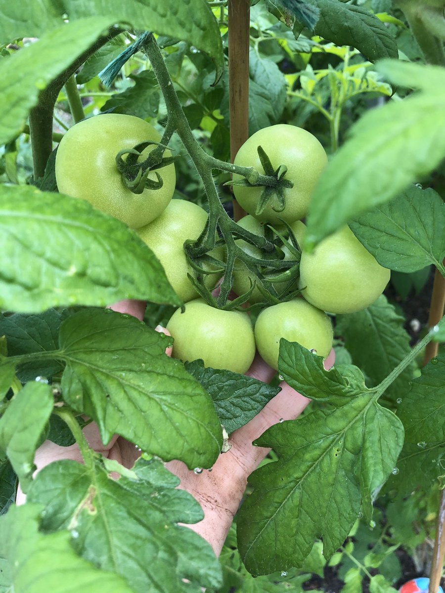 ayjespers's tweet image. 4th Grade garden is thriving. Tomatoes for days