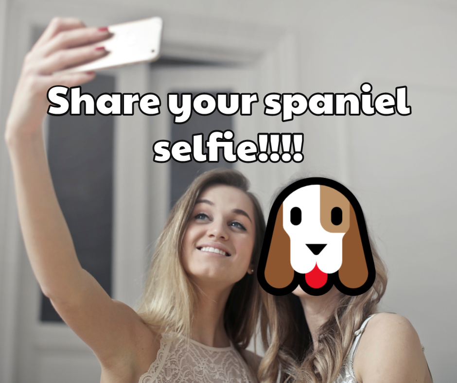 thespanielking's tweet photo. Share a selfie of you and your Spaniel! https://t.co/E0s2zlE8e4