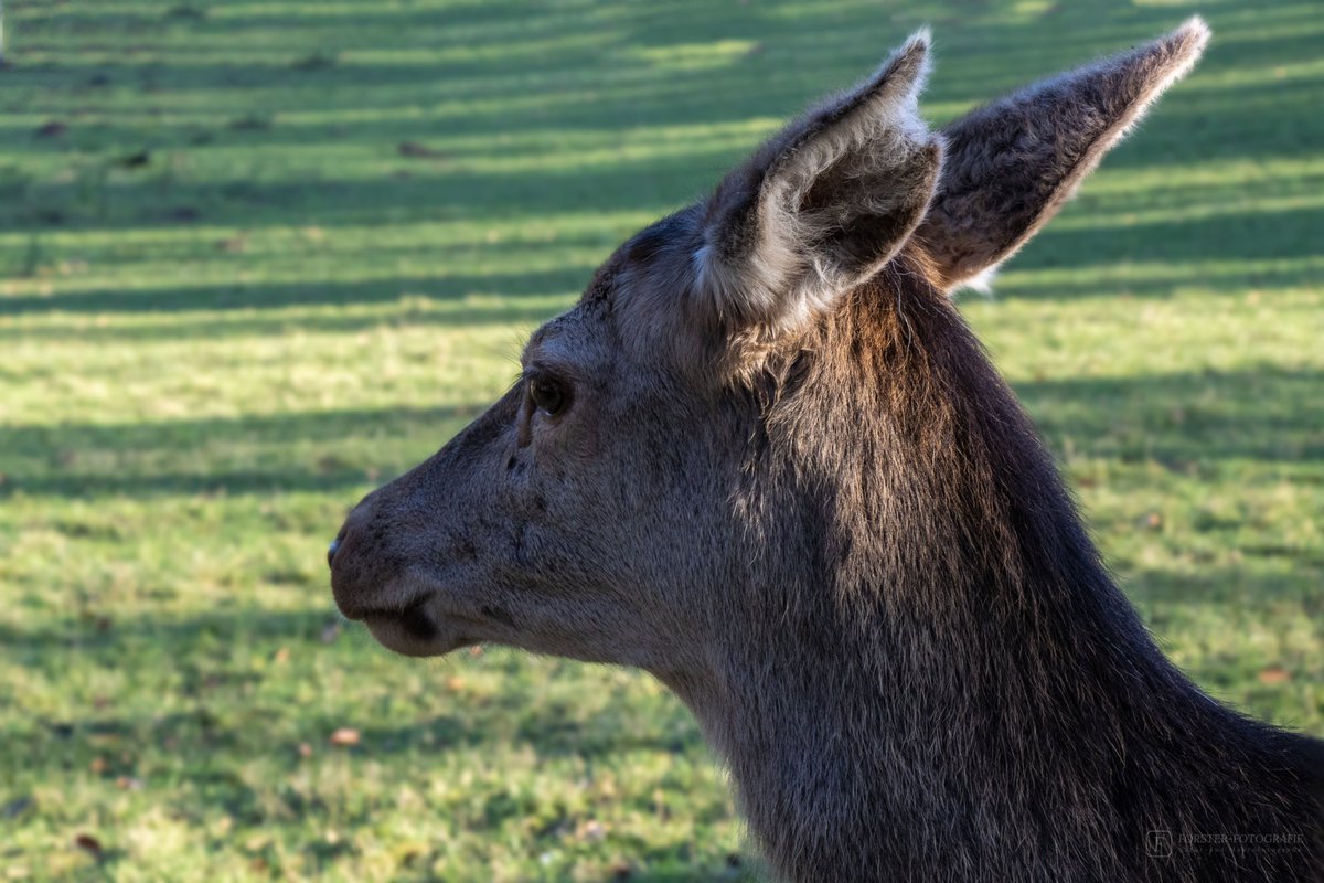 Forster_Steffi's tweet photo. Hirschkuh aus nächster Nähe #hirsch #deer #wild #wildlife #wildlifephotography #nature #natur #naturephotography #wald #wood #naturfotografie #canon90d #photoshop #lightroom #canon #tiere #tierfotografie #wiese #naturpic #reh #hirschkuh #säugetier #rotwild https://t.co/vpNxo63sxf