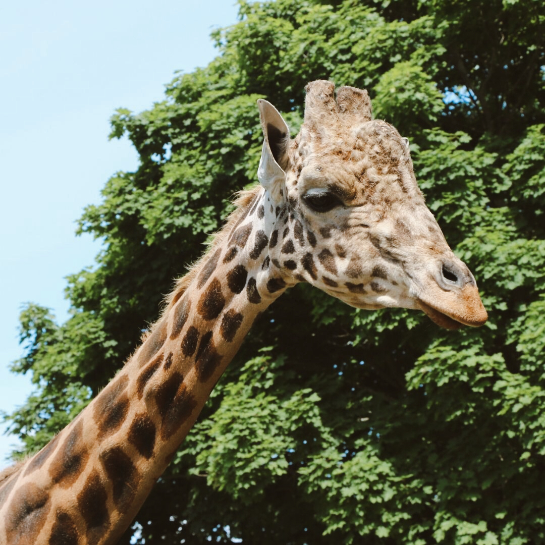 Long Island Game Farm Giraffe Clipart
