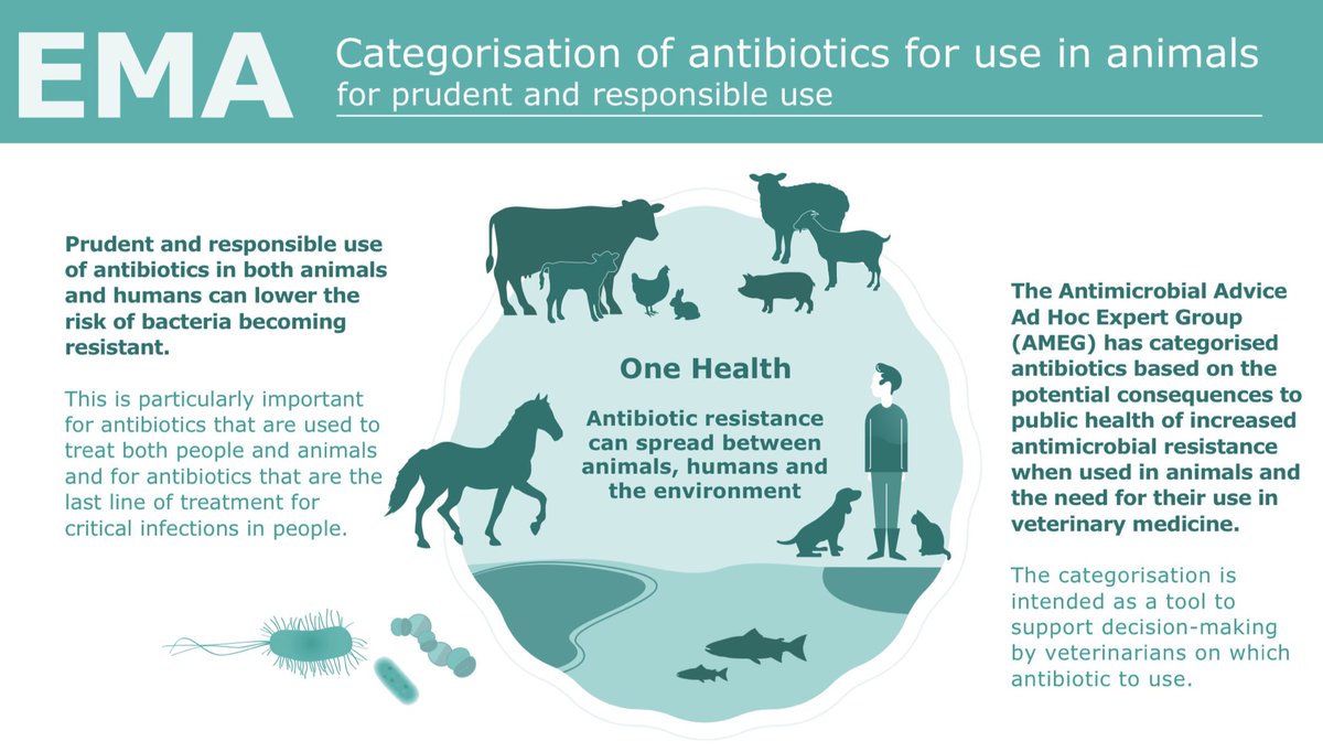Que comer con antibioticos