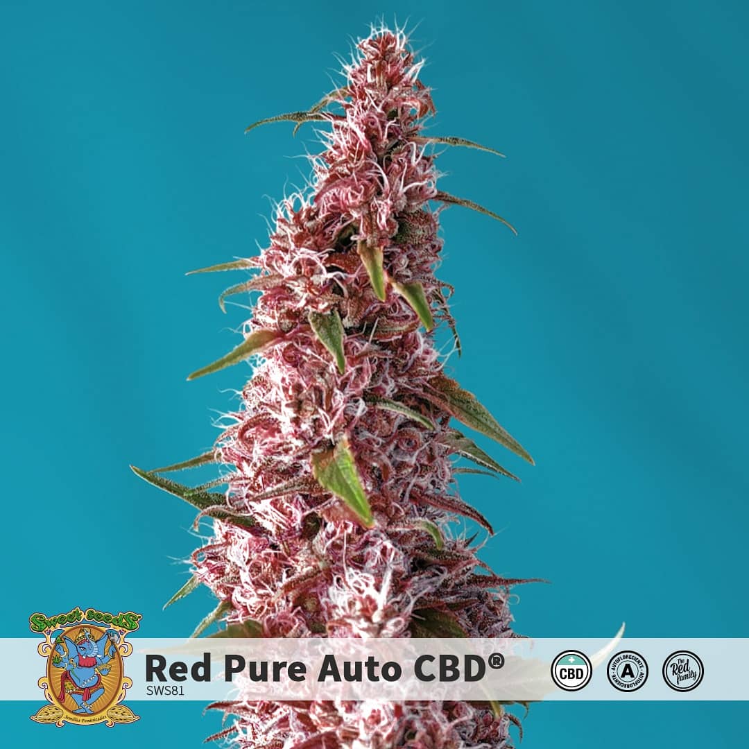 sweetseeds_es's tweet photo. 🌱¡¡SEGUNDA NOVEDAD 2020!!🌱
Ha llegado RED PURE AUTO CBD® (SWS81), híbrido que une el poder del CBD con la belleza de color rojo.
⠀
❌ Sweet Pure CBD® (SWS65) X Red Poison Auto® (SWS39)
⠀
👉https://t.co/JwpdO7tenZ
⠀
#sweetseedsoficial #redpureautocbd https://t.co/Kqg30e4fEq