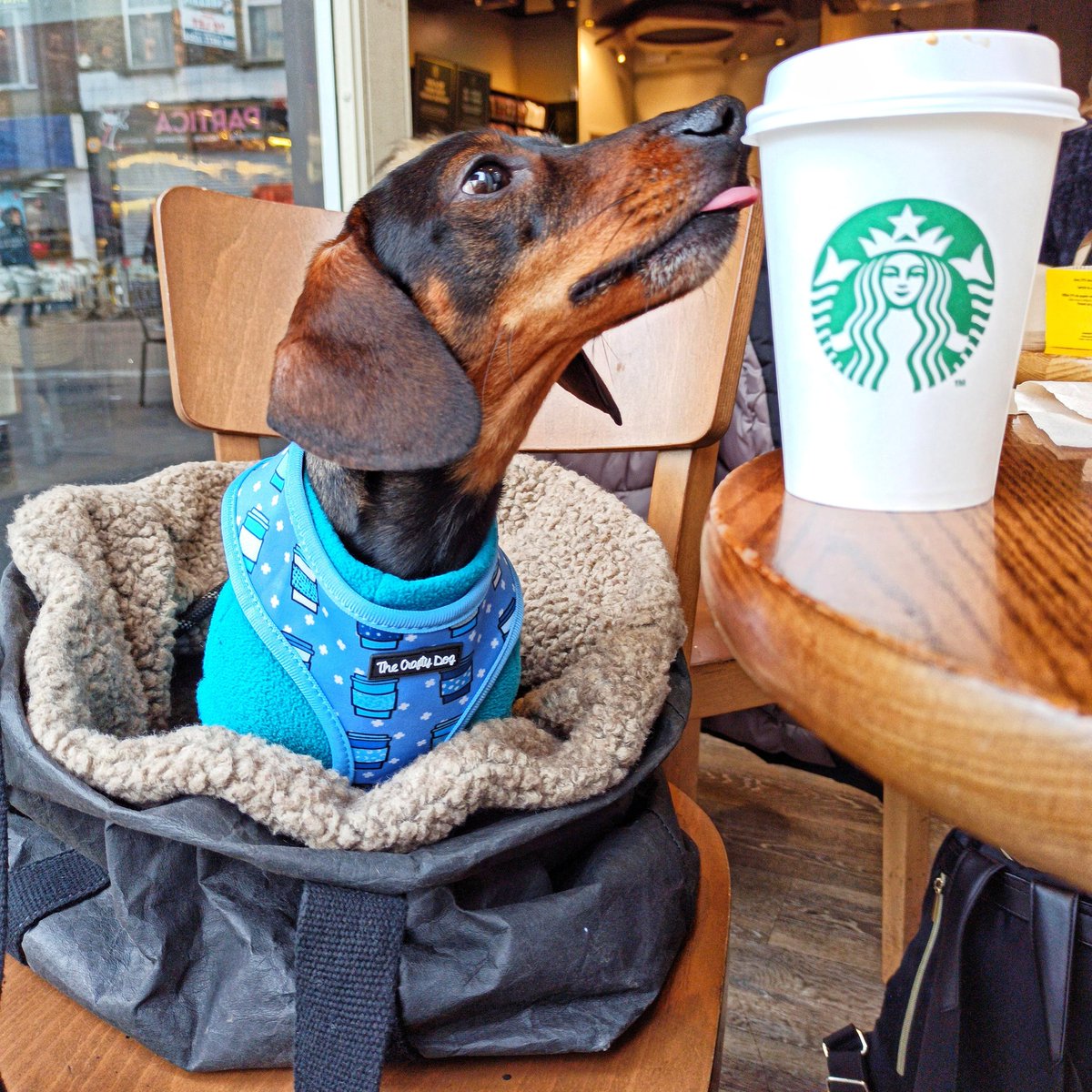 CharlieSausage's tweet photo. "It's been a long week." – Me, in the middle of a Tuesday 🙄⁣
⁣
🏷️ Reversible harness #gifted by @thecraftydogco isn't adorable?⁣
⁣
#tot #tongueouttuesday #starbucksuk @StarbucksUK https://t.co/2E3E5SCKAM