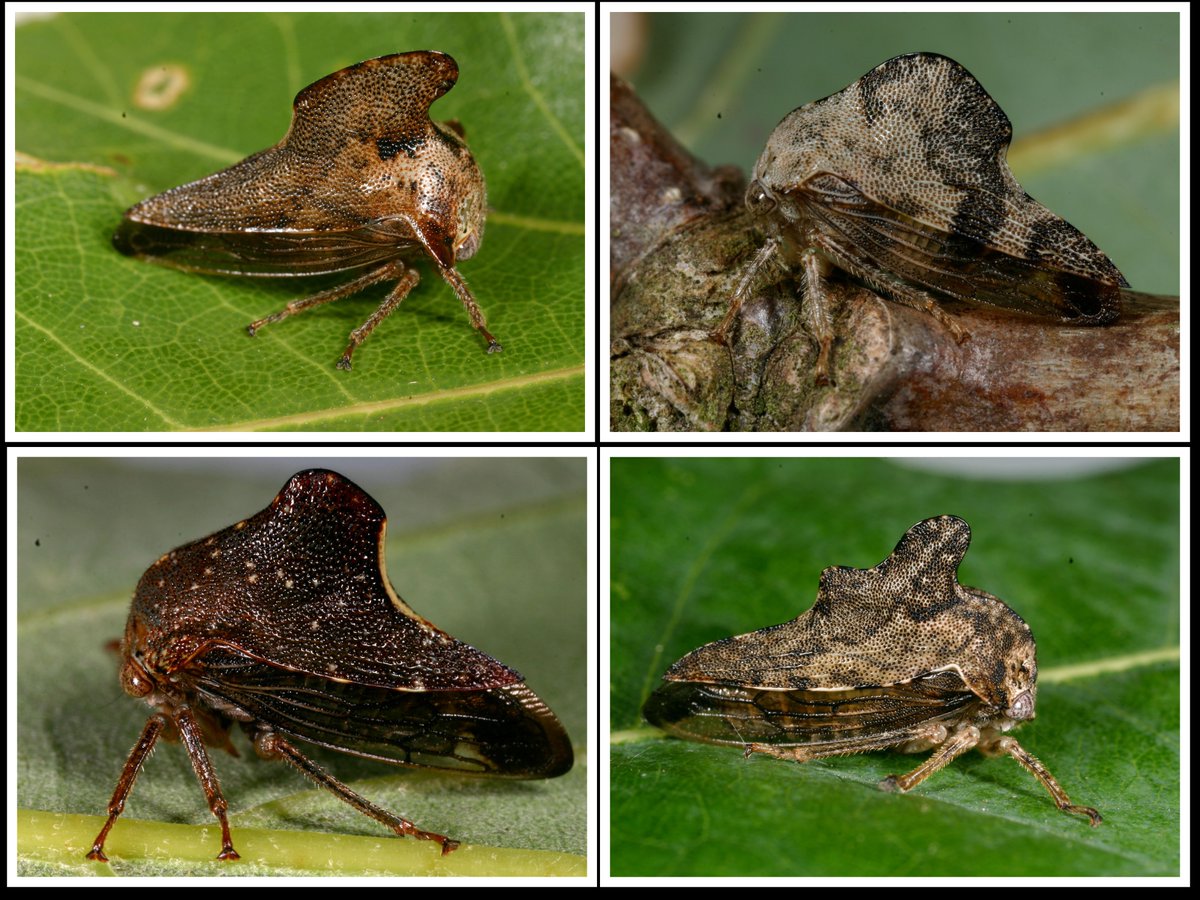 BiophileB's tweet photo. It's #TreehopperTuesday! Today I present 4 telamonine treehoppers, 1 of the most diverse lineages of largely oak feeding North American treehoppers. 
Telamona projecta (top left)
Telamona nr. reclivata (top right)
Telamona monticola (bottom left)
Heliria cristata (bottom right) https://t.co/3I0PJgT2I0