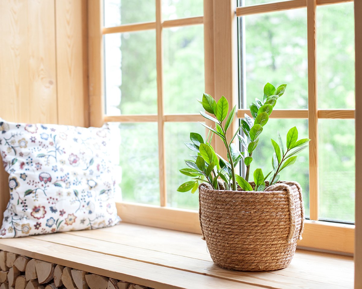 #FunFact || House plants brighten our homes, however they can be tricky to care for. With #LLumar you will be able to leave your house plants in front of the window, the film will ensure they receive enough light, whilst protecting them from harmful UV rays and wilting.