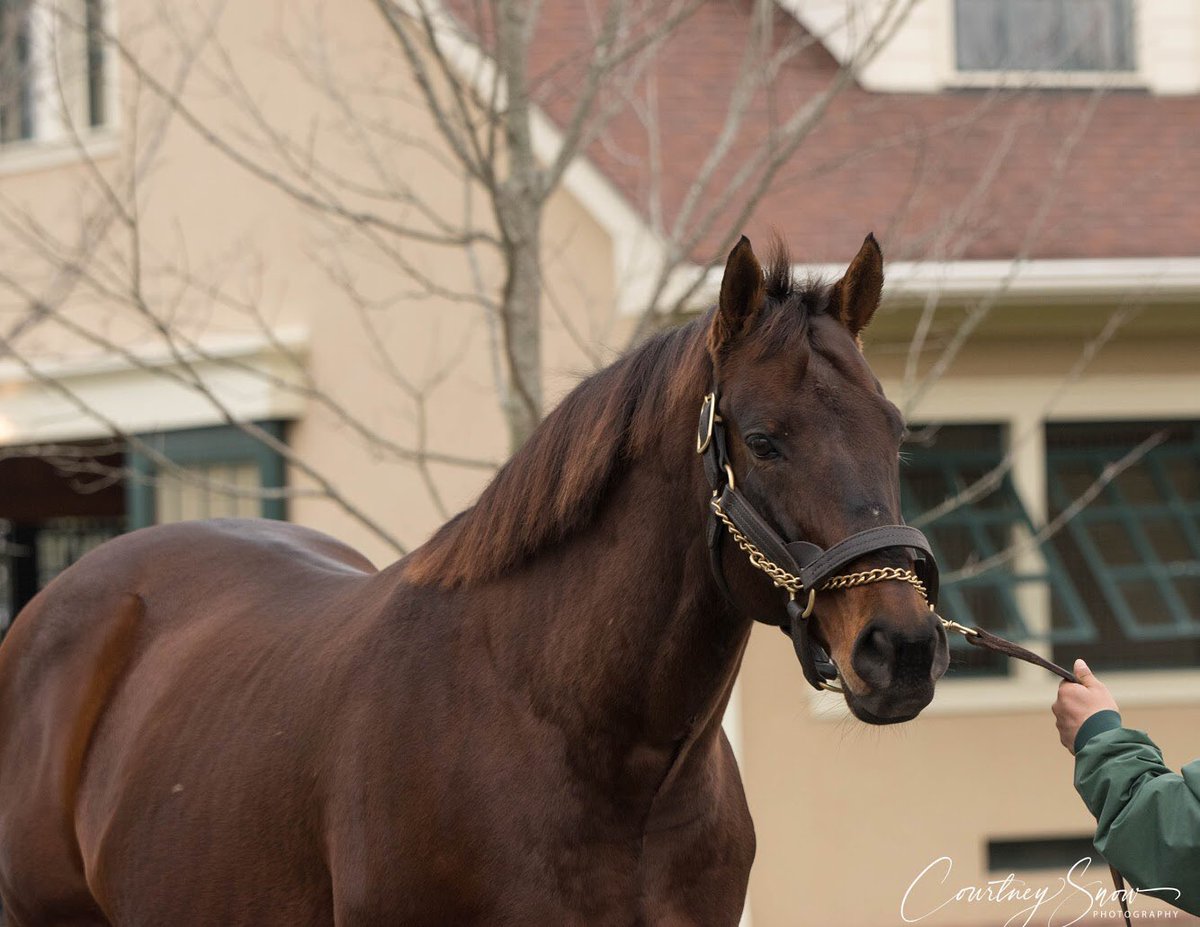 _CourtneySnow_'s tweet photo. Candy Ride is the second highest priced stallion at Lane’s End, standing for a fee of $100,000.
He has produced horses like Gun Runner, Shared Belief, Game Winner, Twirling Candy, Mastery, and Sydney’s Candy. https://t.co/Yfuzjpbuyb