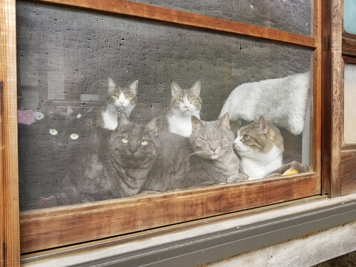 保護猫 古民家 Cafe Gatto على تويتر 1月28日 火 天気雨 日直 しまたろう 縁側に大集合 みんなでニャルソック中 Fwf うん 異常なし ねこ ネコ 猫好き ねこ日誌 縁結び Cafegatto 古民家カフェ 古民家 猫写真 縁側 ニャルソック 黒猫 猫のいる