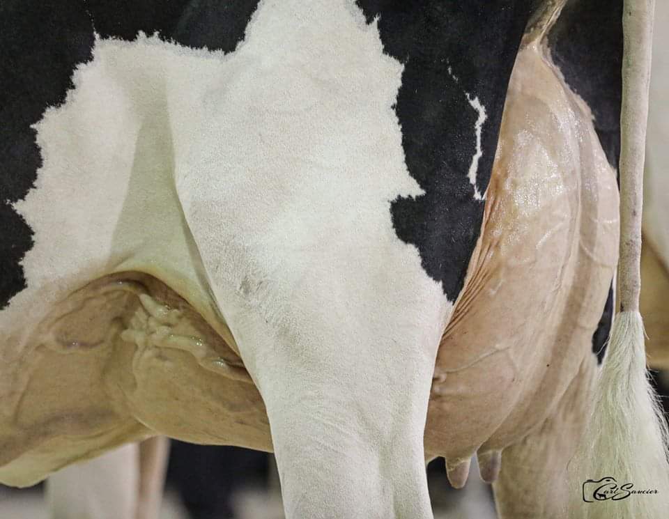 'LYSA-NCE TO THRILL'

Embryos will sell direct from Idee Doorman Lysa EX92 Max Score. Who sold for $215,000 in the Jacobs sale then placed 2nd at Madison to the intermediate champion. 

Her dam's needs no introduction culminating in her Supreme Champ accolade at the '19 The Roya