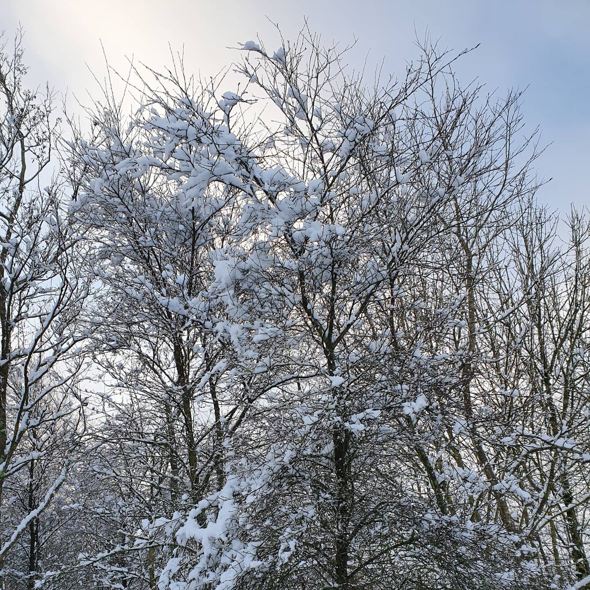 beechbrae's tweet photo. @beechbrae was gifted with a beautiful blanket of snow overnight. #snowcovered #beechbrae https://t.co/jr4VcqiCls