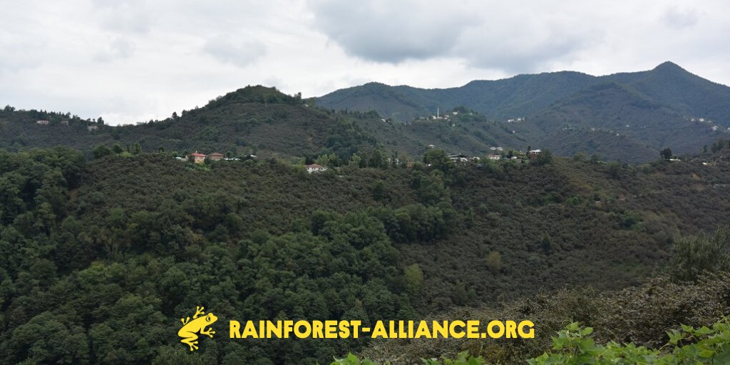 RnfrstAlliance's tweet photo. 5) We also provide on-the-ground support to inspiring local organizations like @hercocuk1dunya, which runs a summer school program and health screenings for the children of migrant workers in Ordu, Turkey.
#TakingNextSteps #SDGs https://t.co/d2sMR6bzlL