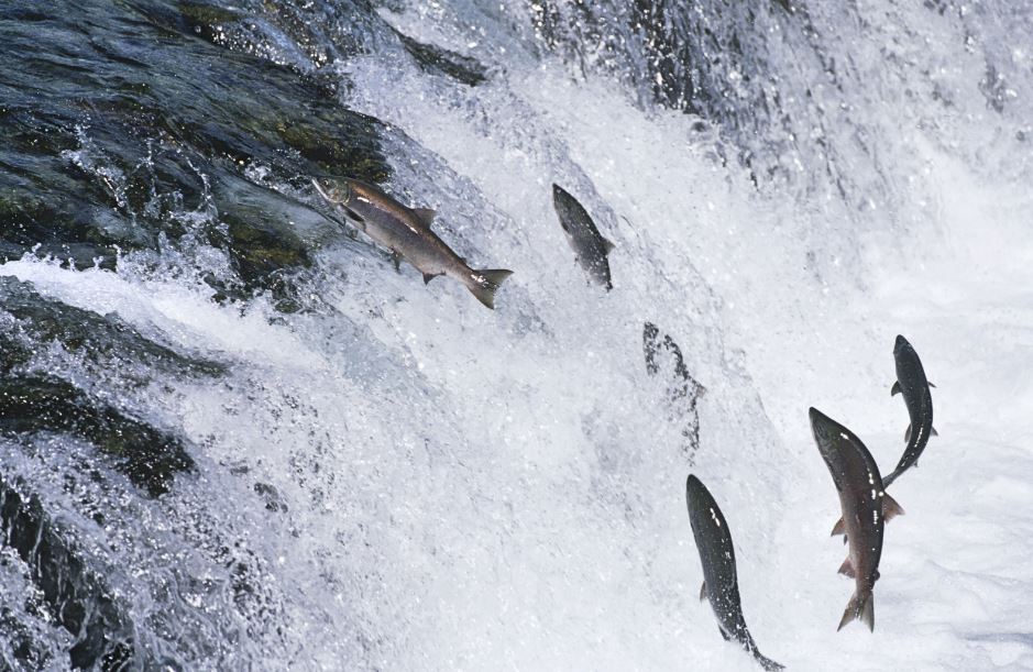 SixRiversSalmon's tweet photo. Atlantic Salmon numbers have slumped by 70%, its lowest level ever recorded.

The world is looking to Iceland to inform conservation actions worldwide.

At a conference arranged by Sir Jim Ratcliffe, world experts have pledged to act before it’s too late: https://t.co/NP8gH2s0CV https://t.co/qKNYlSLjt8