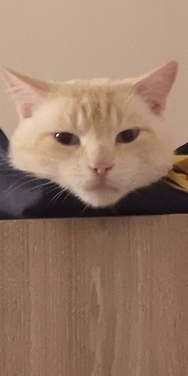 Tauhx's tweet photo. Pico/Pico https://t.co/bQvQoJnEUU
