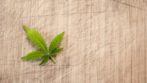 MMPconnection's tweet photo. #cannabiscommunity #cannabis #marijuana -https://t.co/fj7eG6kGbm

NEW cannabis cultivation and possession laws come into effect in the ACT on Friday (January 31). But they’re not what most cannabis enthusiasts would be hoping for.
Cannabis.
The ACT laws are a good first s ... https://t.co/h4dLZrKVC8