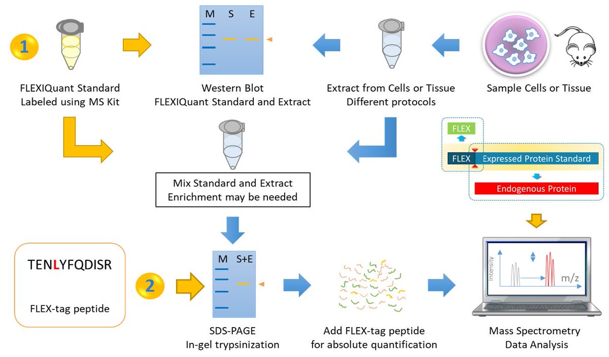 2BScientific's tweet photo. FLEXIQuant Protein Expression Kit!
Wheat Germ Cell-Free Expression System to Make Full-Length Isotope-Labeled MS Standards.
Find out more about the advantages, techniques and products here: https://t.co/kma2upTAsz #Wheatgerm #Expressionkits #cellfree #FLEXIQuant https://t.co/wnmwug5CEo