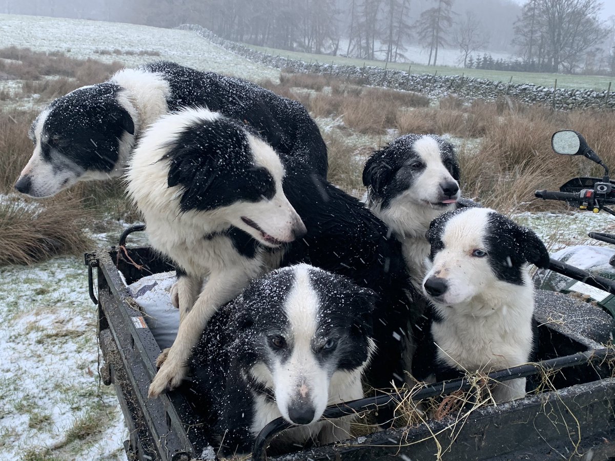 James Rebanks (@herdyshepherd1) on Twitter photo 