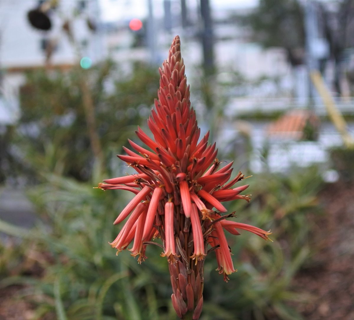 かっちゃん 皆様お疲れ様です 冬に咲くアロエの花 この元気 見習いたいです 花 アロエ Flowers Aloe かっちゃん 皆様お疲れ様です 冬に咲くアロエの花 この元気 見習いたいです 花 アロエ Flowers Aloe