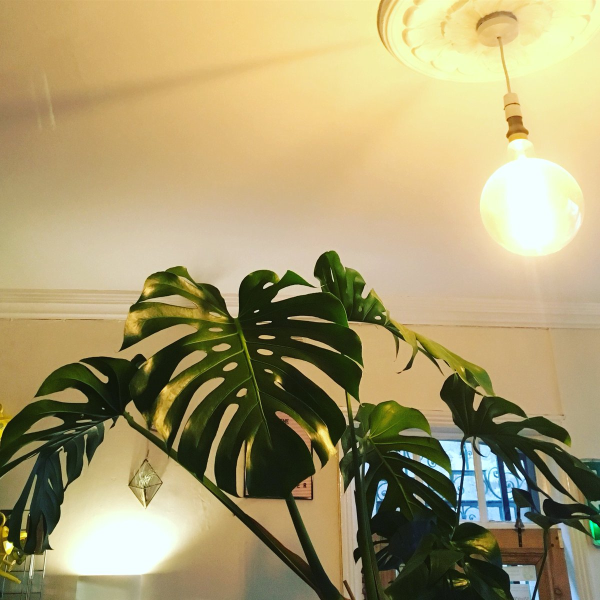 botanicyork's tweet photo. Good morning! Itโs #treatyourselfTuesday! And if you have a valid YorkCard or York student ID card itโs 20% off all purchases of ยฃ10 and more.
This gorgeous Monstera deliciosa is normally ยฃ60... so ยฃ48 with the discount. Bargain! Open until 6pm today. ๐๐ฑ #botanic #botanicyork https://t.co/Cc8L4a4skQ
