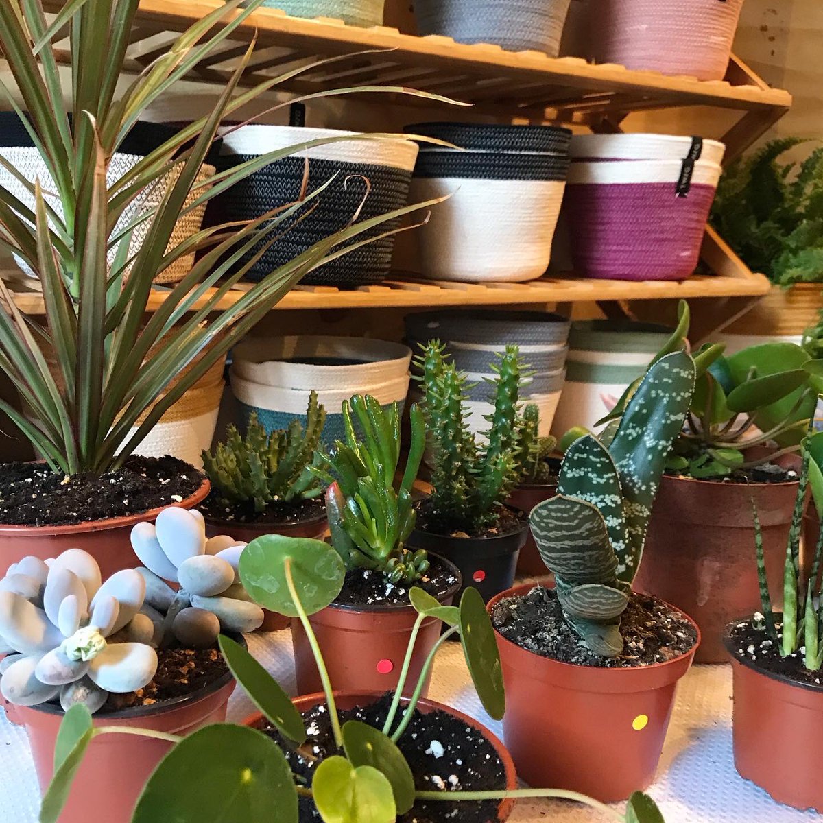 Bedminster Town Team tweet media