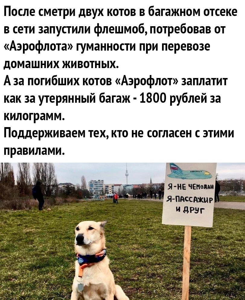 Лепра (@leprasorium) on Twitter photo 