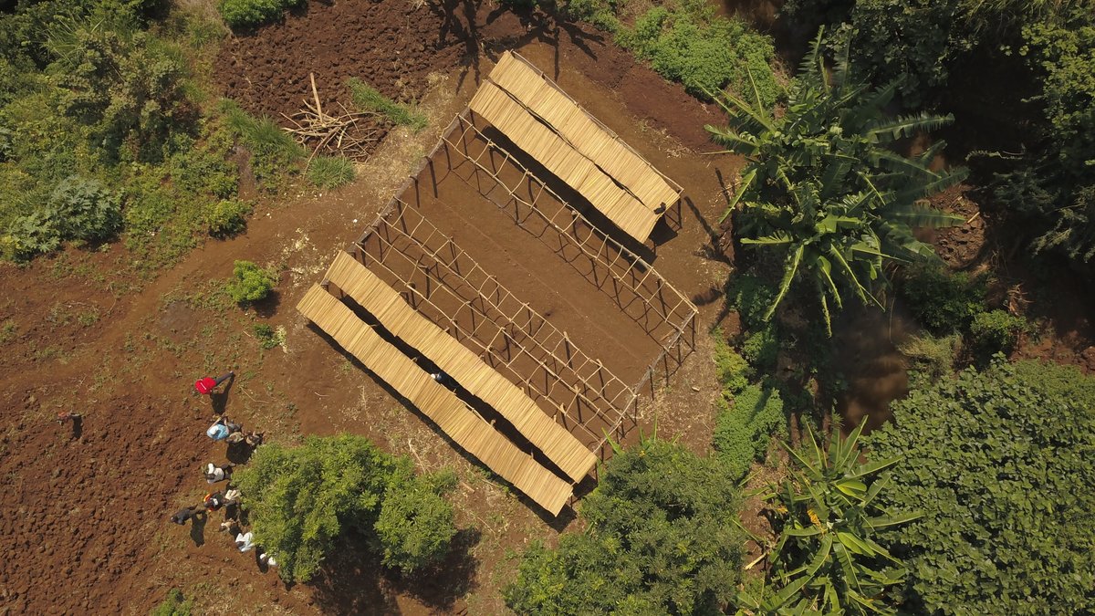 Mae ein ymgyrch plannu coed blynyddol #CoedargyferyNadolig wedi bod yr ymgyrch mwyaf llwyddiannus erioed! Diolch i'r pobl a busnesau ar draws Cymru daeth at ei gilydd i godi digon o arian i blannu 73,208 o goed ffrwythau ym Mbale, Uganda. Stori yma sizeofwales.org.uk/cy/ymgyrch-coe…