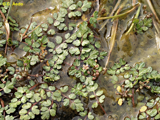 joranttrivil's tweet photo. Apium bermejoi L.Llorens
Api d'en Bermejo
Seguramente ésta es la planta más amenazada de extinción en las Islas Baleares. Sólo se sabe de su presencia
#PlantasaVasculares #PlantasdeEspañayEuropa #biodiversity #Pittosporaceae #Apiales #Magnoliopsida #Apiales #Apiaceae #Apium https://t.co/15osKdgMT5