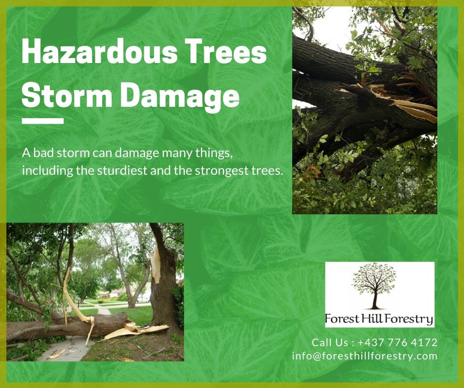 After a bad storm, it’s really important to check your trees for damaged branches and to assess where the tree looks unstable. Call <a href="/FHForestry/">Forest Hill Forestry</a> at +437 776 4172 now.