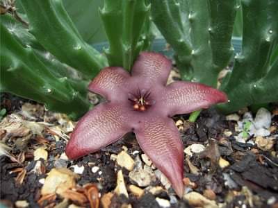 Sussexcactisuc1's tweet photo. What do Barad, Land and Harp all have in common? #sussexcactisucculents #succulents #cactusclub https://t.co/TPfsYwzvtj
