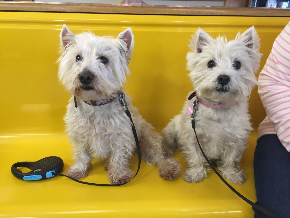 Abbey House Vets tweet media