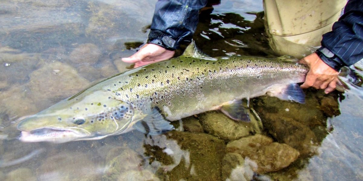 INEOS's tweet photo. The North Atlantic Salmon population has slumped by 70%, its lowest level ever recorded.

Sir Jim Ratcliffe has other ideas.

Through the @SixRiversSalmon Project, Sir Jim has brought together experts in the field to act before it’s too late: https://t.co/WZ1SnZ08fG https://t.co/y3Uqw1pEsz