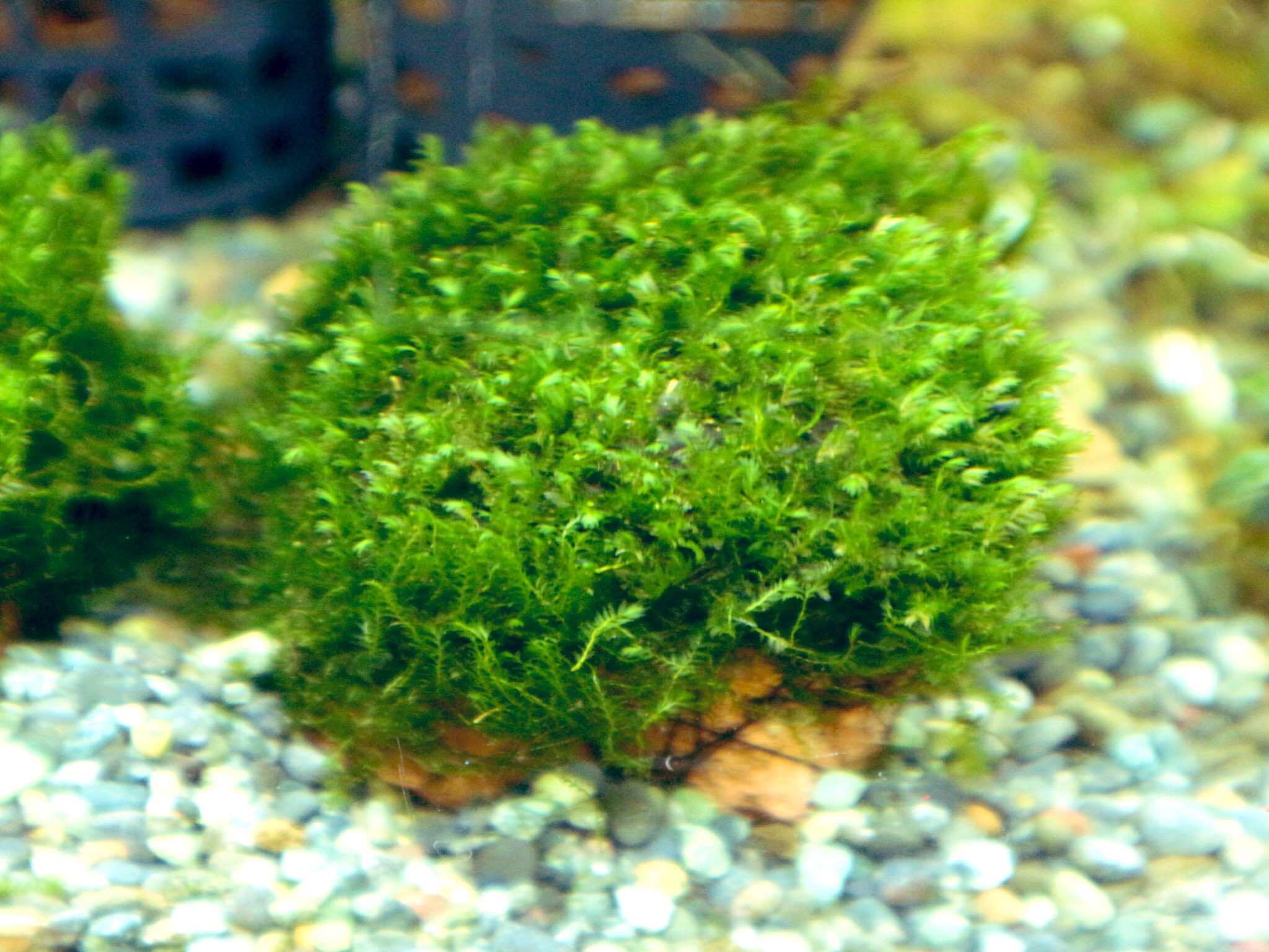 市ヶ谷フィッシュセンター 水草 園芸 No Twitter ホウオウゴケsp Crispulus インド便で入荷したホウオウゴケ 石付 水中でも元気に育ってます 普通に流通してるものより水中向きな雰囲気です レイアウトで活躍してくれそうです 特価1個 3840で販売中です