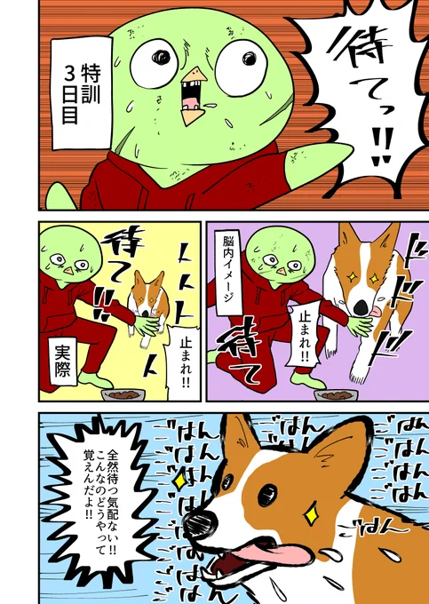 コーギーに待てを教える漫画。 その41 