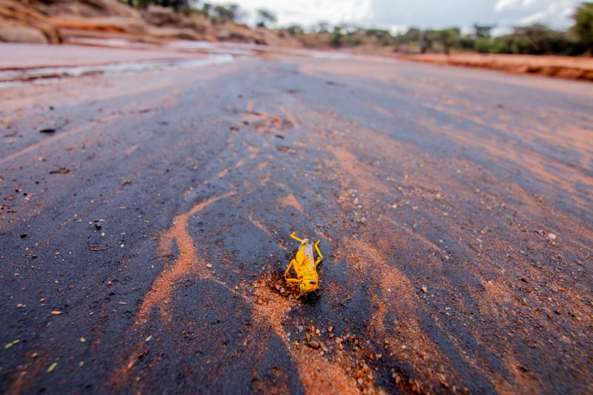 The desert locust is the most destructive of all food-eating locust species because of its speed and ability to multiply .Desert locusts swarms can stay in the air for very long periods of time, traveling up 130 kilometers (80 miles) or more a day.