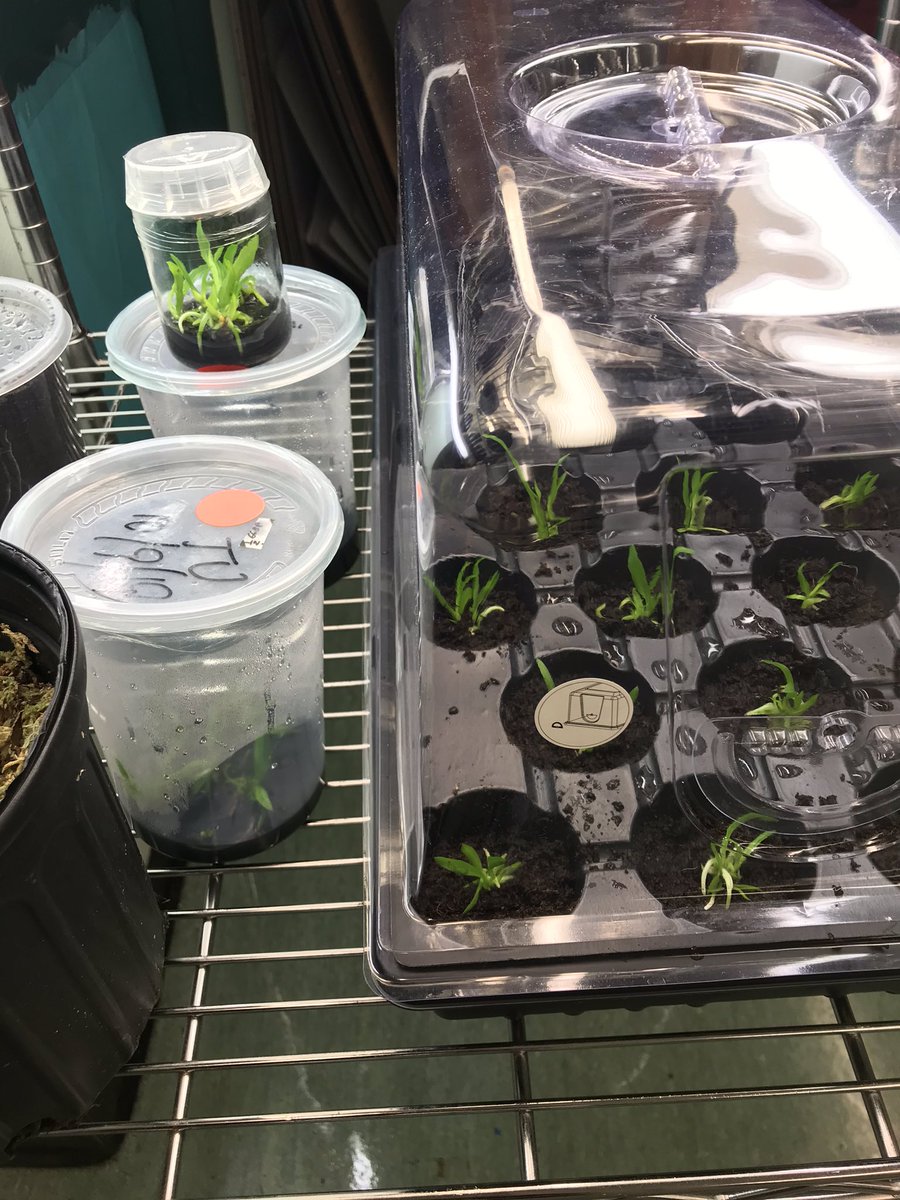 killianfc's tweet photo. @killianfc @millionorchid @FairchdChallnge   Planted native orchids .Accidentally broke container. All orchids doing well. Good health and no contamination. https://t.co/S7n1fPpYxV
