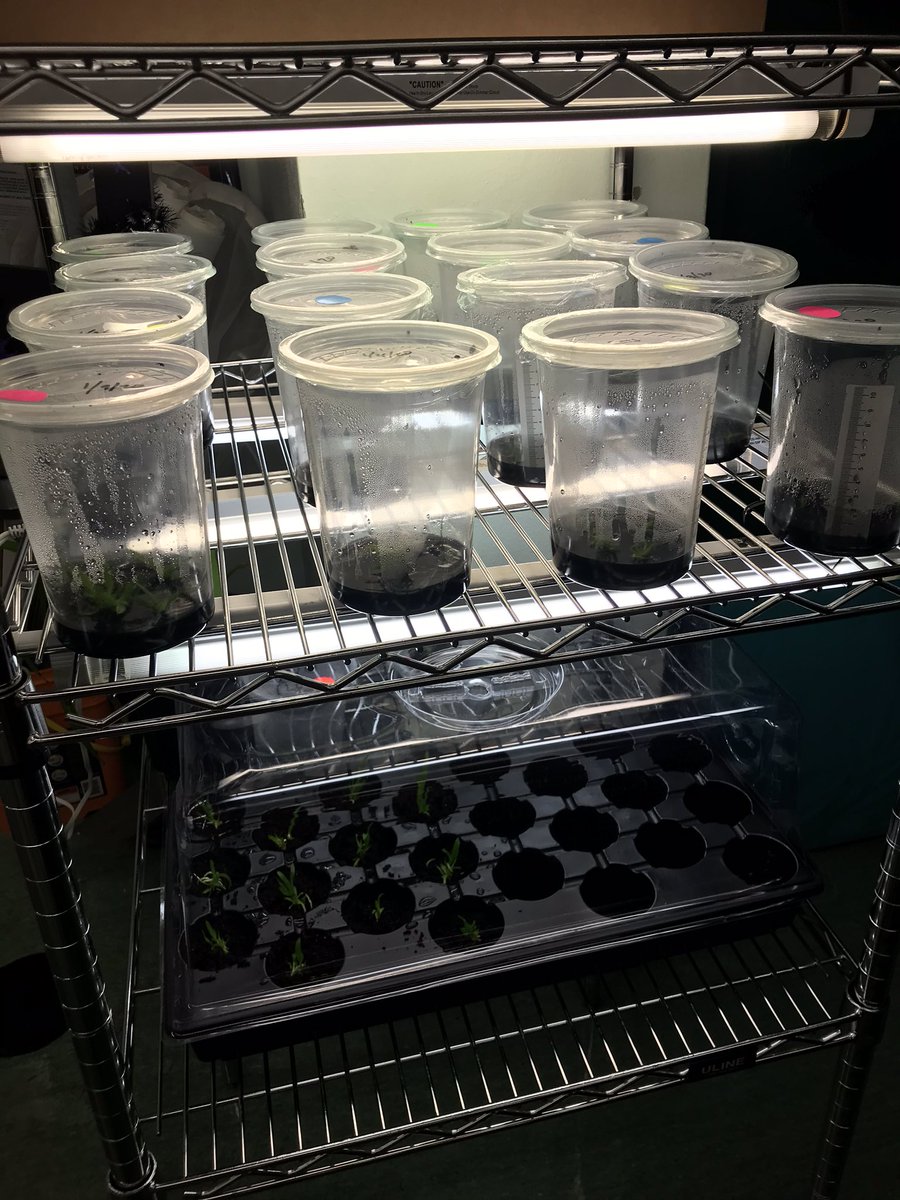 killianfc's tweet photo. @killianfc @millionorchid @FairchdChallnge   Planted native orchids .Accidentally broke container. All orchids doing well. Good health and no contamination. https://t.co/S7n1fPpYxV