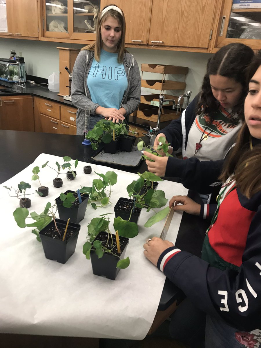 killianfc's tweet photo. @killianfc  @FairchdChallnge  @GrowBeyondEarth  Untangling viney nasturtiums. Short variety more suitable. They are growing well but will they flower 🌸? https://t.co/BWq6eZMXKJ
