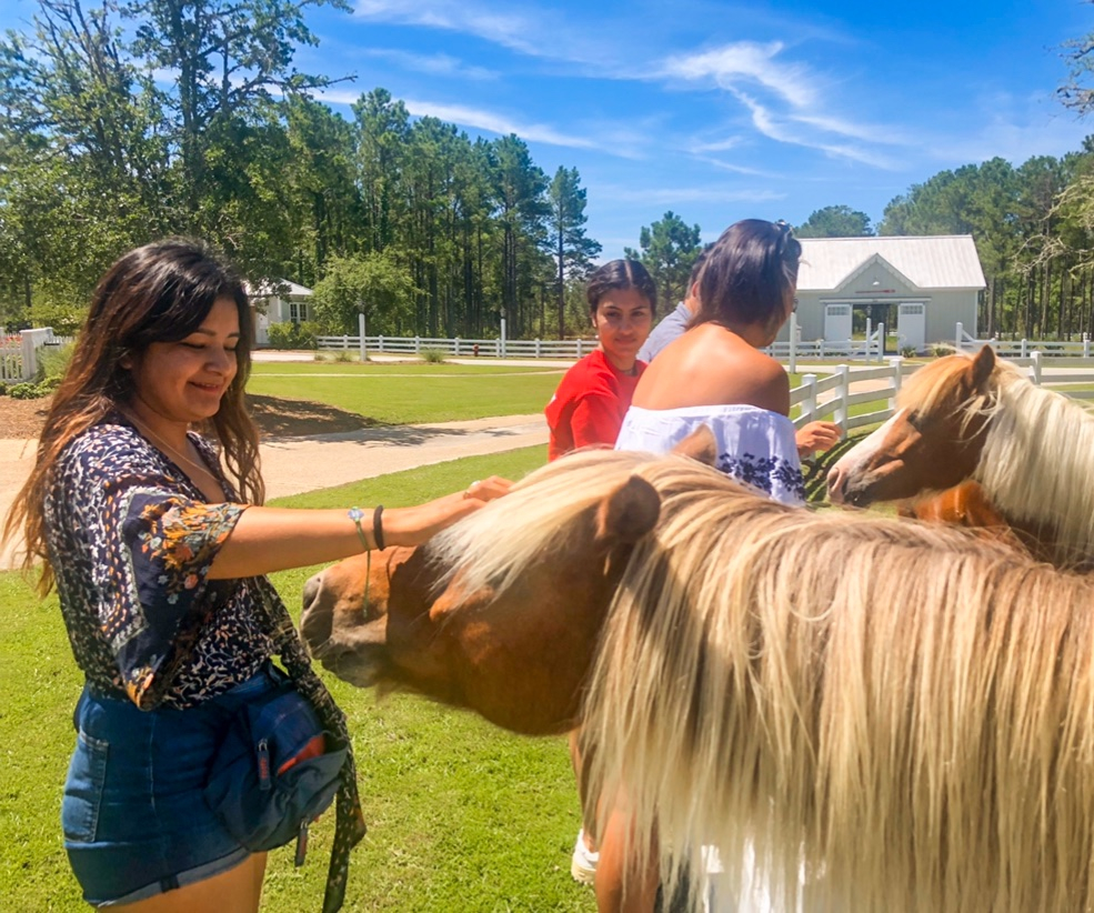 RiverDunesNC's tweet photo. 𝙋𝙤𝙣𝙮 𝙇𝙞𝙛𝙚
Our Ponies love guests at the front entrance! Be sure to say hi next time you're driving past.
~
#RDlife | #PonyLife | #Horse🐴 | #HorseLover🐴 | #HorsePhotography | #HorsePhoto | #SLpets | #HorseCrazy | #HorseAddict | #HorseLoversOfInstagram | #HorseAddicted https://t.co/uUyxdtGCC9