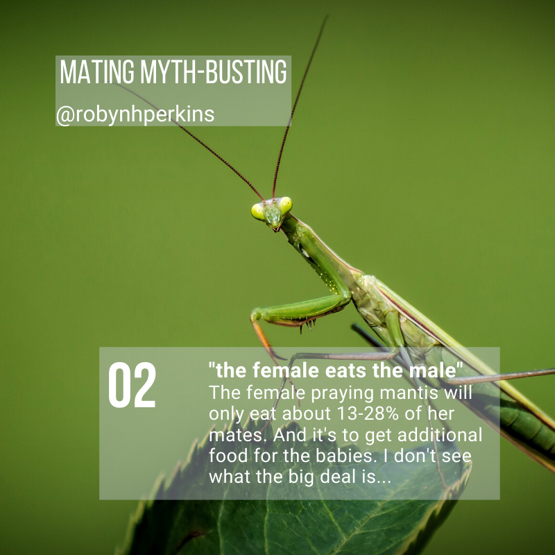 robynHperkins's tweet photo. The female praying mantis will only eat maybe 28% of her mates, and it's to get additional food for the babies. I don't see the big deal...
More at https://t.co/ipGgZBy0ji
#animalfacts #dating #datingstories #comedy #fringeworldperth #perthwa #perthcomedy #perthevents #comedygigs https://t.co/tidNKH375B