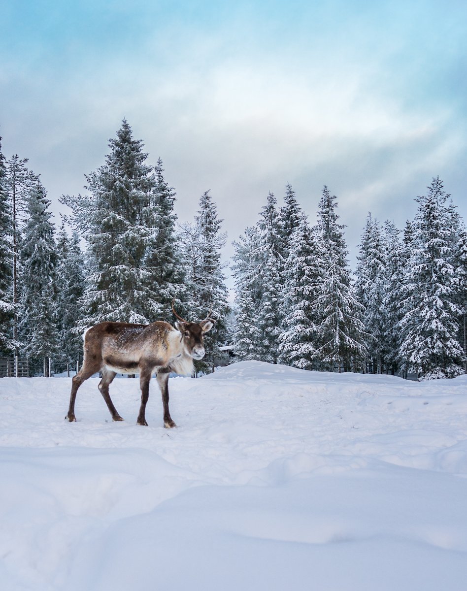 No trip to #Lapland is complete without some #reindeer spotting! 🦌

#rudolphtherednosedreindeer #poro #lappi #thisisfinland #visitlapland  #natureoftoday #keeptravelling #enjoyingnature #natureprimeshot #travelmoments #ventureout #dreamchasers #liveyouradventure