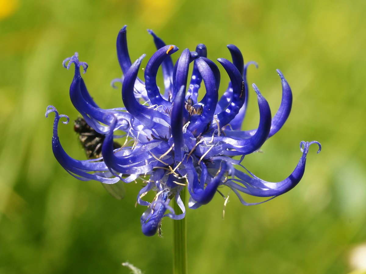 Excellent to see the campaign for a Natural History GCSE gathering pace. Congrats to <a href="/CarolineLucas/">Caroline Lucas</a> - <a href="/Love_plants/">Plantlife</a> #specieschampion for Round-headed rampion - &amp; <a href="/curlewcalls/">Mary Colwell</a>  on their swift progress telegraph.co.uk/family/schooli… <a href="/BoudiccaFox/">Boudicca Fox-Leonard</a>
