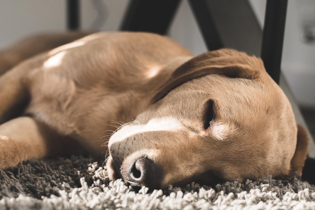 ConnorBanks94's tweet photo. Wish I was a dog... #SleepForDays https://t.co/dyqrjwVehn
