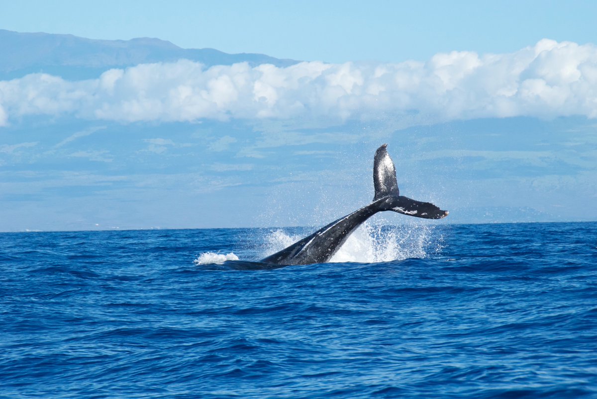 Icarus Complex Magazine (@icarus_complex) on Twitter photo “If whales were allowed to return to their pre-whaling numbers—capturing 1.7 billion tons of carbon dioxide annually—it would be worth about $13 per person a year to subsidize these whales’ carbon dioxide sequestration efforts.”
<a href="/nickwitts7/">Nick Witts</a> writes:
bit.ly/2O3yhhC “If whales were allowed to return to their pre-whaling numbers—capturing 1.7 billion tons of carbon dioxide annually—it would be worth about $13 per person a year to subsidize these whales’ carbon dioxide sequestration efforts.”
<a href="/nickwitts7/">Nick Witts</a> writes:
bit.ly/2O3yhhC