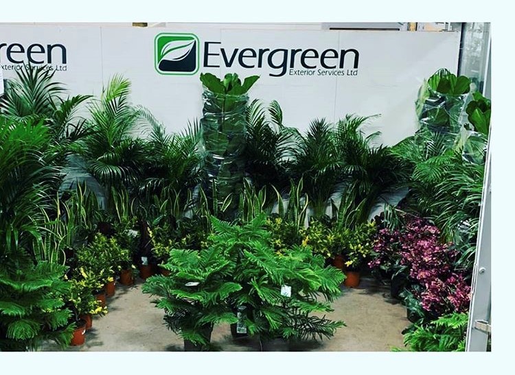 EvergreenExt's tweet image. Our New Covent Garden branch sells a range of indoor plants. Please enquire by emailing marketsales@evergreenext.co.uk or by calling 020 7720 6490. #kentia #ficuslyrata #sansevieria #calathea #evergreenexteriorservices